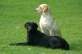 siyah ve beyaz köpek